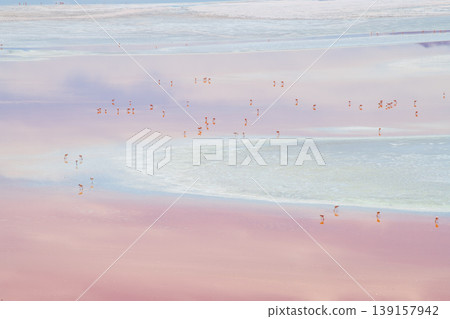 Tranquil flamingo flock on pink Laguna Colorada in Bolivia Tranquil flamingo flock on pink Laguna Colorada in Bolivia 139157942