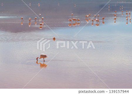 Serene flamingo flock reflecting in pink water of Laguna Colorada Bolivia Serene flamingo flock reflecting in pink water of Laguna Colorada Bolivia 139157944