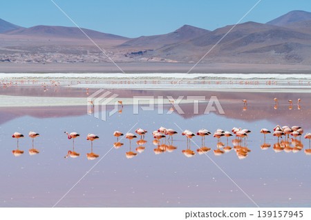 Serene view of flamingos in pink lake of Laguna Colorada Bolivia Serene view of flamingos in pink lake of Laguna Colorada Bolivia 139157945