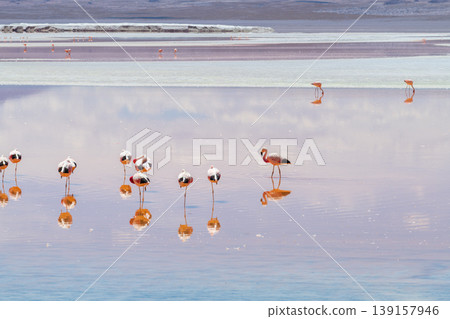 Serene flock of flamingos reflecting in calm Laguna Colorada water Bolivia 139157946