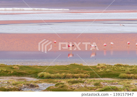 Serene flamingos in red water of Laguna Colorada in Bolivia Serene flamingos in red water of Laguna Colorada in Bolivia 139157947