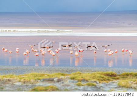 Serene flock of flamingos flying over beautiful Laguna Colorada in Bolivia Serene flock of flamingos flying over beautiful Laguna Colorada in Bolivia 139157948