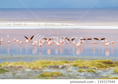 Serene flying flamingo flock over colorful Laguna Colorada lake in Bolivia Serene flying flamingo flock over colorful Laguna Colorada lake in Bolivia 139157949
