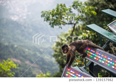 Calm curious monkey rests on colorful panel overlooking lush mountain and scenic city of rio de janeiro feeling peaceful Calm curious monkey rests on colorful panel overlooking lush mountain and scenic city of rio de janeiro feeling peaceful 139157982