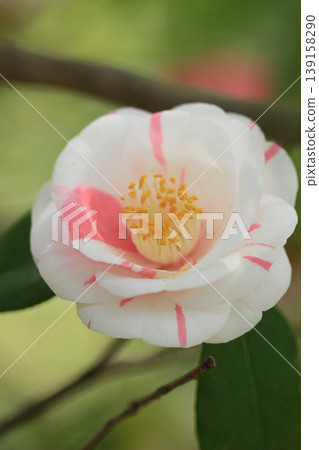 Beautiful red and white camellia flowers in a winter landscape; early spring flowers. Beautiful red and white camellia flowers in a winter landscape; early spring flowers. 139158290