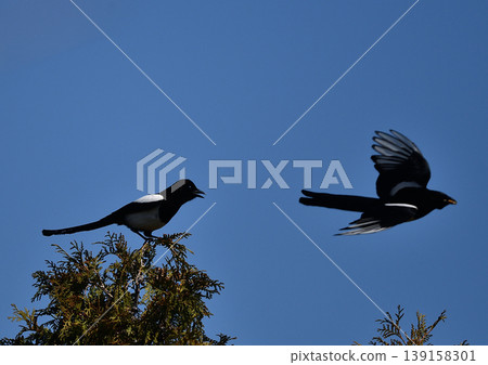 A magpie perched on a tree A magpie perched on a tree 139158301