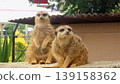 Two adorable meerkats 139158362
