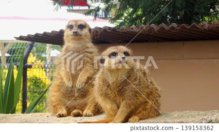 Two adorable meerkats Two adorable meerkats 139158362