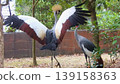 White-crowned crane's courtship dance 139158363