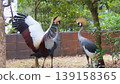 White-crowned crane's courtship dance 139158365