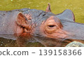 Sleepy hippo's eyes 139158366