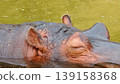 A hippo sleeping underwater 139158368