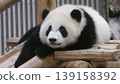 Cute giant panda 139158392