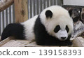 Cute giant panda 139158393