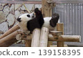 Giant panda eating bamboo while lying down 139158395
