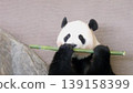 Giant panda eating bamboo deliciously 139158399