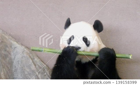 大熊貓吃竹子好吃 大熊貓吃竹子好吃 139158399