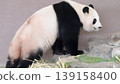 Cute giant panda 139158400