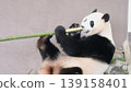 Giant panda eating bamboo while lying down 139158401