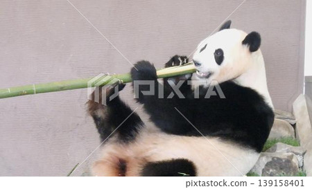 大貓熊躺著吃竹子 大貓熊躺著吃竹子 139158401