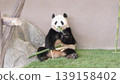 Giant panda eating bamboo deliciously 139158402