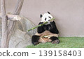 Giant panda eating bamboo deliciously 139158403