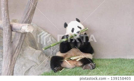 大熊貓吃竹子好吃 大熊貓吃竹子好吃 139158403