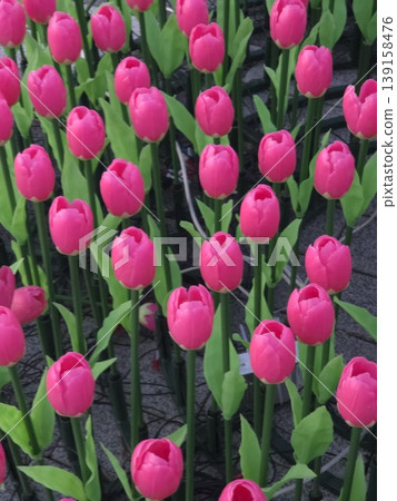 Bright Pink Artificial Tulip Garden Bright Pink Artificial Tulip Garden 139158476