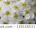 Kodemari in full bloom 139158531