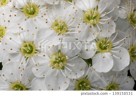 Kodemari in full bloom Kodemari in full bloom 139158531