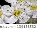 Kodemari in full bloom 139158532