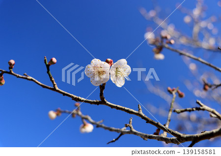 發光在藍天的白色李子 發光在藍天的白色李子 139158581