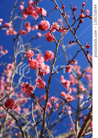 Red plum blossoms shining against the blue sky 139158644