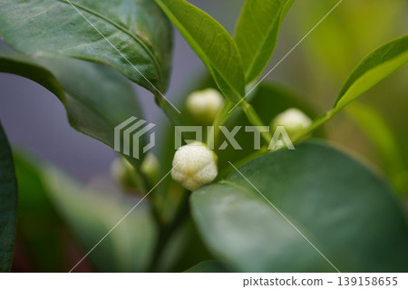 Yuzu buds wrapped in green leaves Yuzu buds wrapped in green leaves 139158655