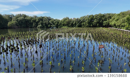A high-angle view captures a thriving mangrove plantation where countless young saplings stand submerged in reflective coastal waters, each marked by small information plaques in a vital conservation A high-angle view captures a thriving mangrove plantation where countless young saplings stand submerged in reflective coastal waters, each marked by small information plaques in a vital conservation 139158688