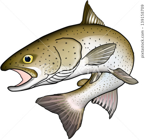 哲羅魚(日本哲羅魚) - 魚類插圖,略顯寫實,白色背景,單條魚。 哲羅魚(日本哲羅魚) - 魚類插圖,略顯寫實,白色背景,單條魚。 139158709