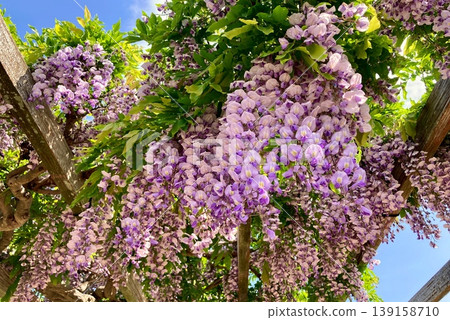 Purple wisteria blossoms in full bloom on a wisteria trellis against a blue sky. Purple wisteria blossoms in full bloom on a wisteria trellis against a blue sky. 139158710