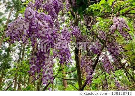 Wild wisteria flowers and fresh greenery in a natural forest Wild wisteria flowers and fresh greenery in a natural forest 139158715