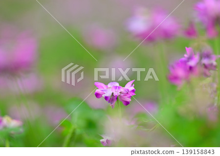 漂亮的黃耆花 漂亮的黃耆花 139158843