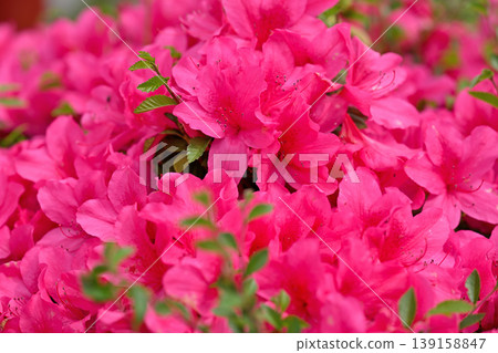 Red azalea flower Red azalea flower 139158847