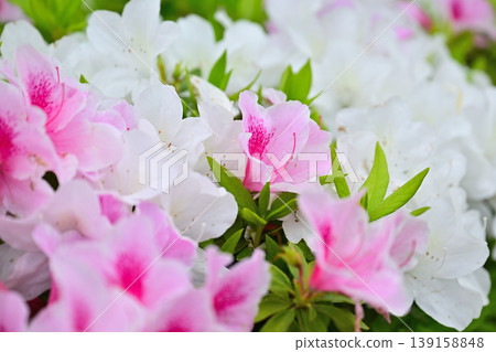 Landscape with azalea flowers Landscape with azalea flowers 139158848