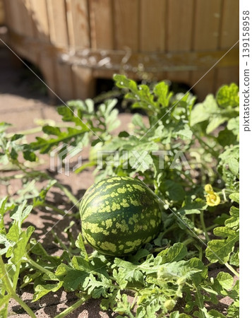 Watermelon growing on vine among green leaves in garden setting with wooden barrel background Watermelon growing on vine among green leaves in garden setting with wooden barrel background 139158958