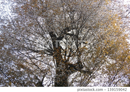 Leaves cherry tree Leaves cherry tree 139159042