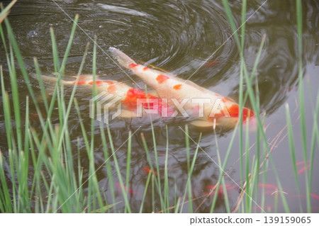 Carp of a pond Carp of a pond 139159065