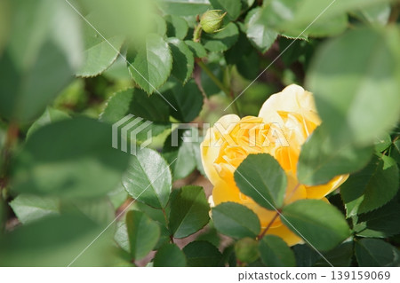 Yellow rose 139159069