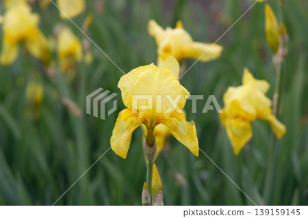 German iris German iris 139159145