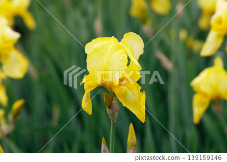 German iris German iris 139159146