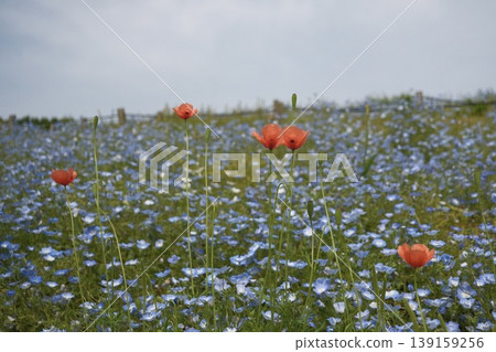 Red poppies blooming in a spring nemophila field against a blue sky background. Red poppies blooming in a spring nemophila field against a blue sky background. 139159256