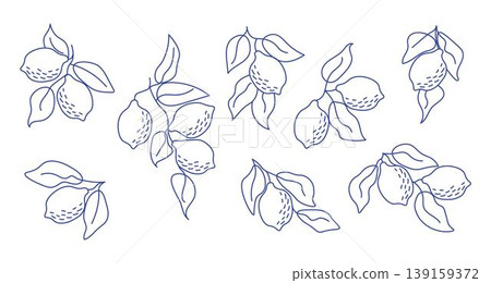 Set of hand-drawn lemon branches in minimal line art style. Perfect for modern aesthetics, botanical designs, kitchen decor, packaging, fabric patterns, summer-themed projects Set of hand-drawn lemon branches in minimal line art style. Perfect for modern aesthetics, botanical designs, kitchen decor, packaging, fabric patterns, summer-themed projects 139159372
