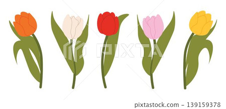 Set of isolated multicolored tulips for your floral designs. Spring flower. Design elements for postcards and greetings, card for your loved ones 139159378